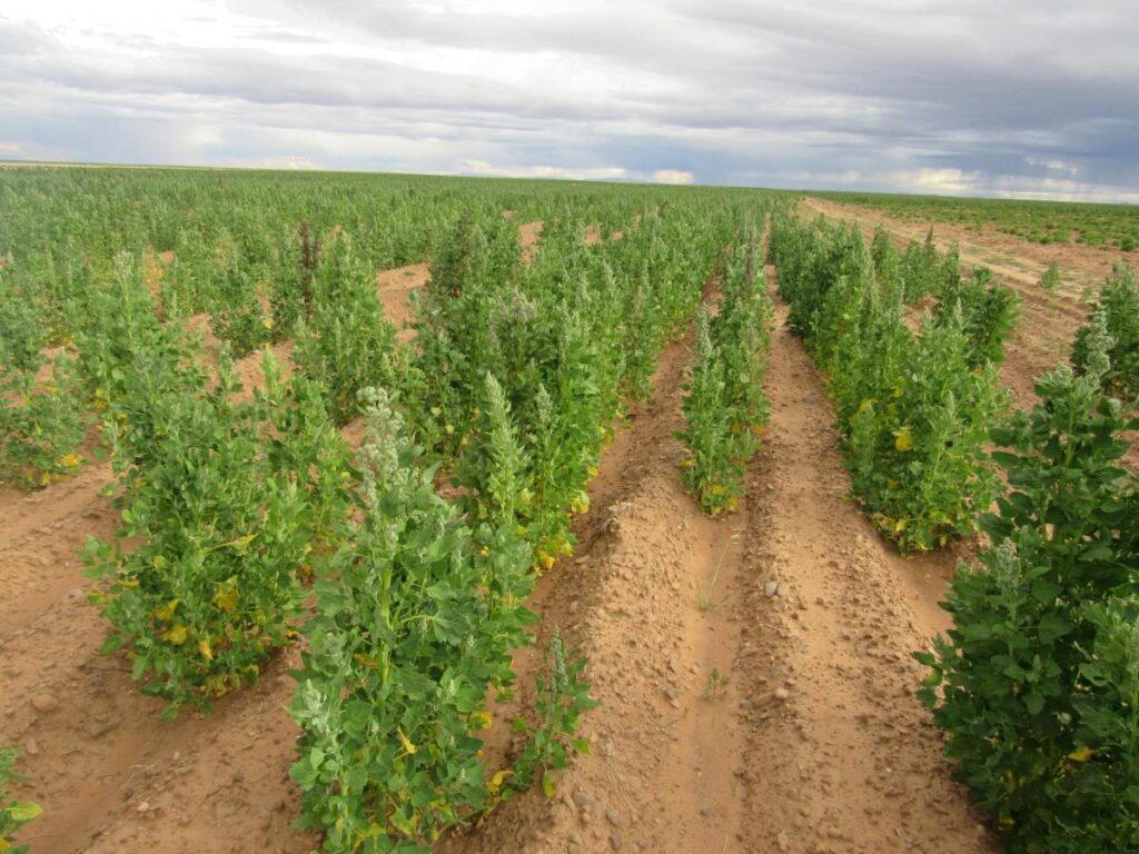  Figura 1. Campos de quinua en Bolivia.